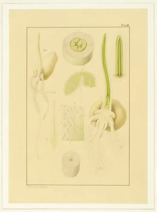 Framed Print : Triticum aestivum, Wheat Framed Print : Triticum aestivum, Wheat
