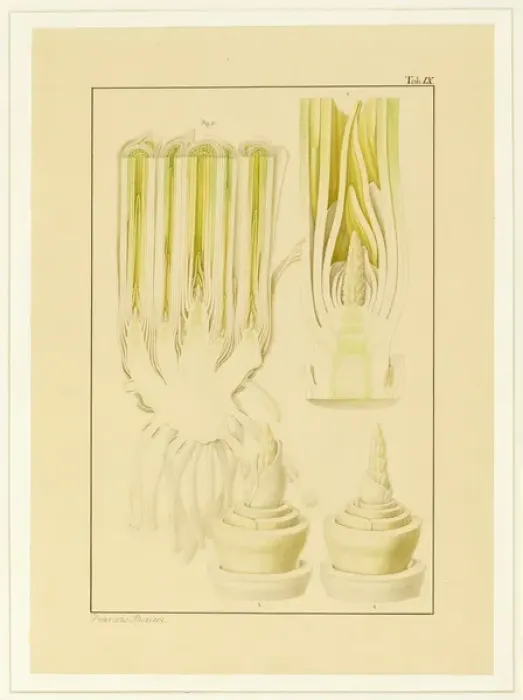 Framed Print : Triticum aestivum, Wheat Framed Print : Triticum aestivum, Wheat