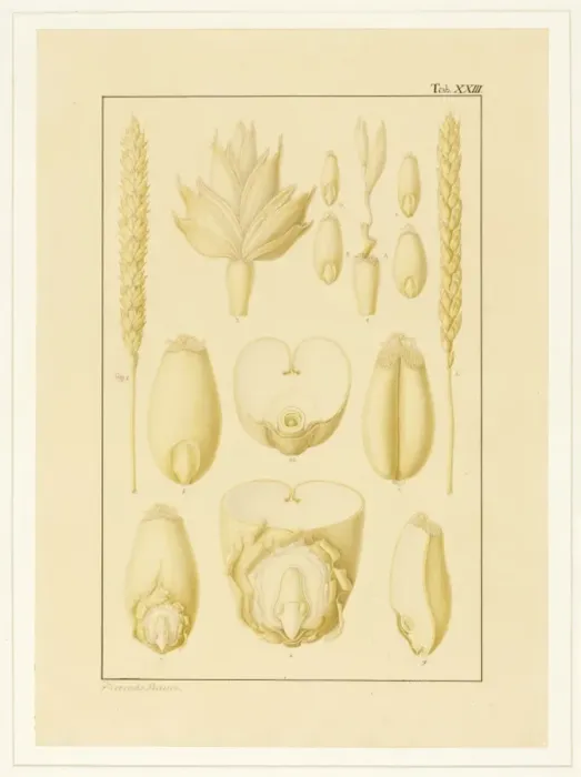 Framed Print : Triticum aestivum, Wheat Framed Print : Triticum aestivum, Wheat