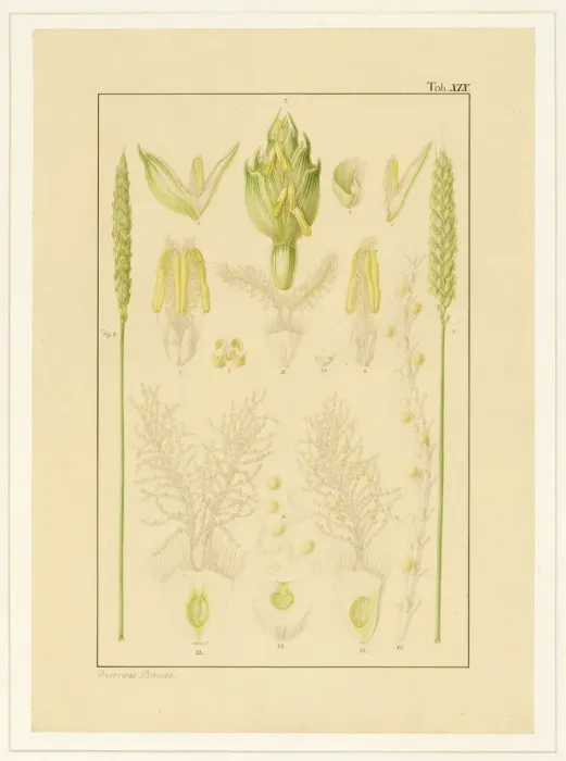 Framed Print : Triticum aestivum, Wheat Framed Print : Triticum aestivum, Wheat