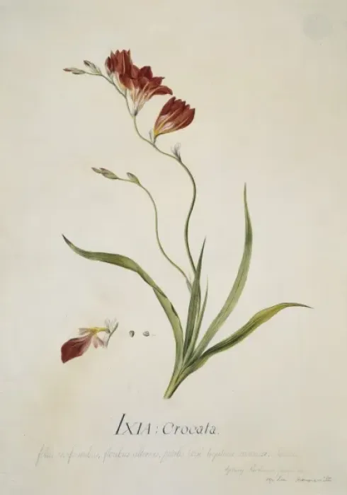 Framed Print : Tritonia crocata, corn lily Framed Print : Tritonia crocata, corn lily