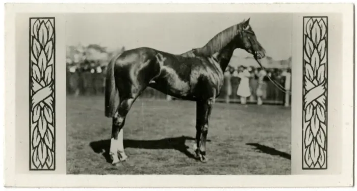 Framed Print : Trivalve, Australian race horse Framed Print : Trivalve, Australian race horse