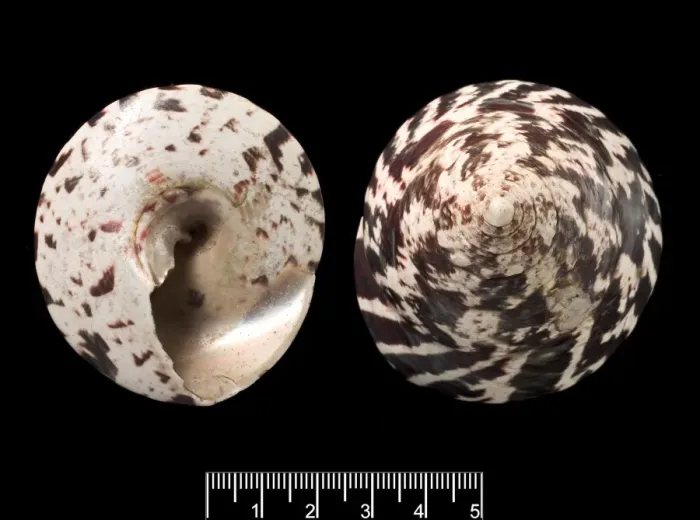 Framed Print : Trochus niloticus, top shell Framed Print : Trochus niloticus, top shell