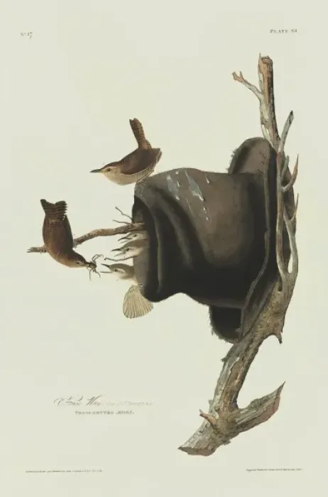 Framed Print : Troglodytes aedon, house wren Framed Print : Troglodytes aedon, house wren