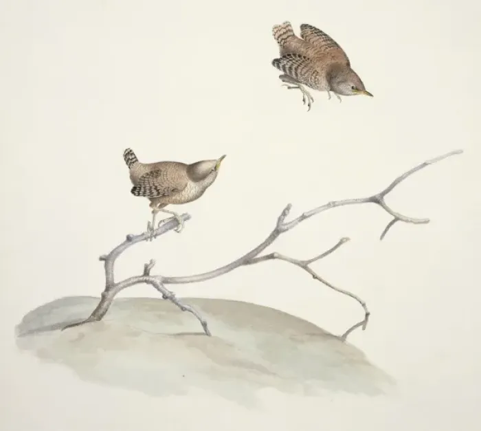 Framed Print : Troglodytes troglodytes, winter wren Framed Print : Troglodytes troglodytes, winter wren