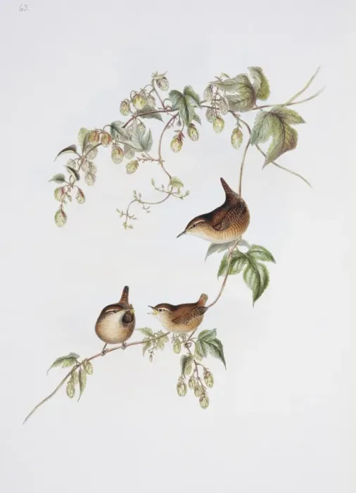 Framed Print : Troglodytes troglodytes, winter wren Framed Print : Troglodytes troglodytes, winter wren
