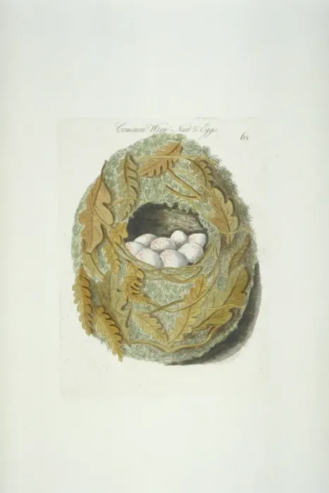 Framed Print : Troglodytes troglodytes, winter wren nest and eggs Framed Print : Troglodytes troglodytes, winter wren nest and eggs