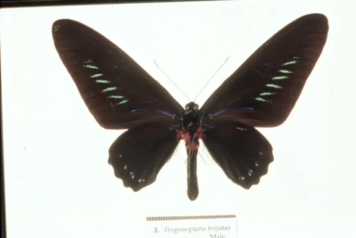 Framed Print : Trogonoptera trojana, birdwing butterfly Framed Print : Trogonoptera trojana, birdwing butterfly