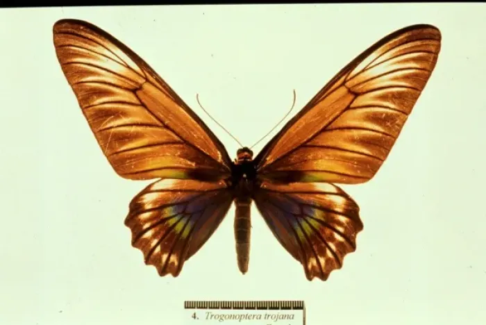 Framed Print : Trogonoptera trojana, birdwing butterfly Framed Print : Trogonoptera trojana, birdwing butterfly