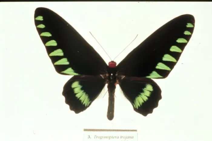 Framed Print : Trogonoptera trojana, birdwing butterfly Framed Print : Trogonoptera trojana, birdwing butterfly