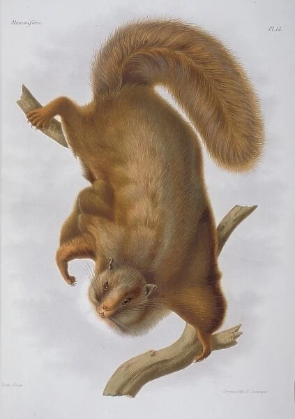 Trogopterus xanthipes, complex-toothed flying squirrel