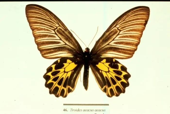 Framed Print : Troides aeacus, golden birdwing butterfly Framed Print : Troides aeacus, golden birdwing butterfly