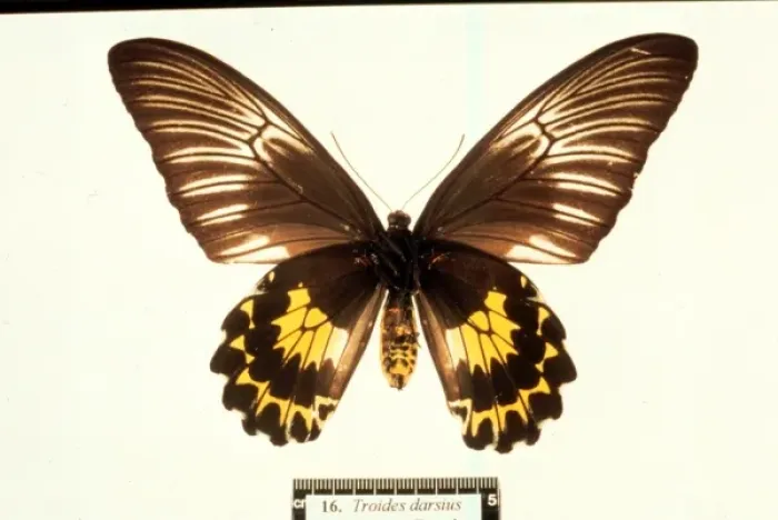Framed Print : Troides amphrysus, birdwing butterfly Framed Print : Troides amphrysus, birdwing butterfly
