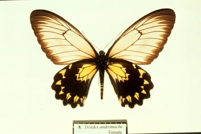 Framed Print : Troides andromache, birdwing butterfly Framed Print : Troides andromache, birdwing butterfly