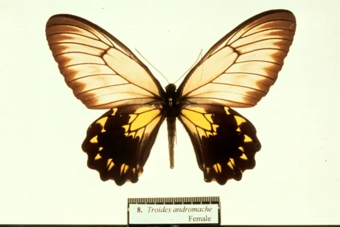 Framed Print : Troides andromache, birdwing butterfly Framed Print : Troides andromache, birdwing butterfly