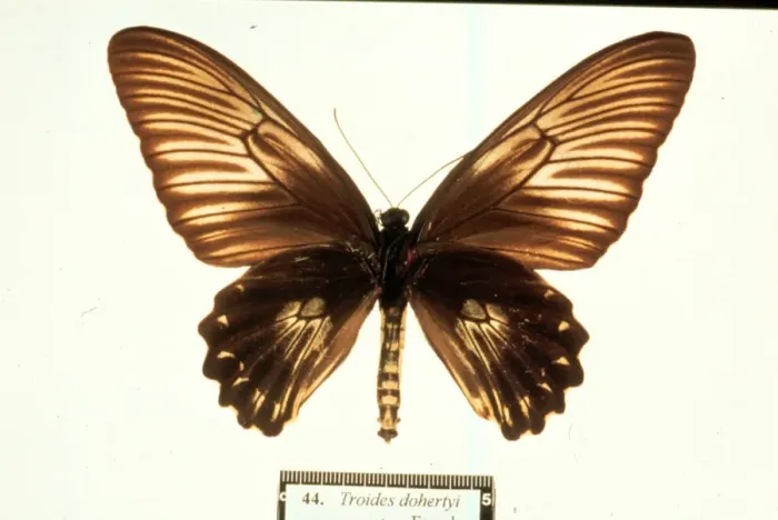 Framed Print : Troides dohertyi, birdwing butterfly Framed Print : Troides dohertyi, birdwing butterfly