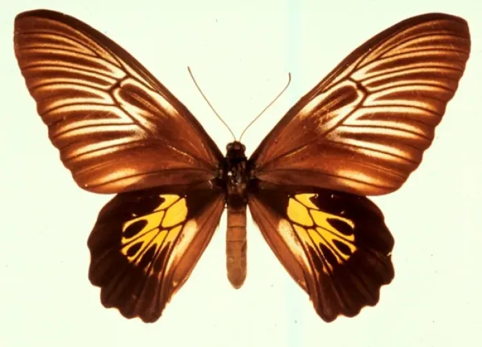 Framed Print : Troides haliphron, birdwing butterfly Framed Print : Troides haliphron, birdwing butterfly