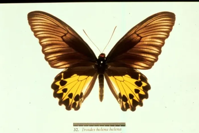 Framed Print : Troides helena, common birdwing butterfly Framed Print : Troides helena, common birdwing butterfly