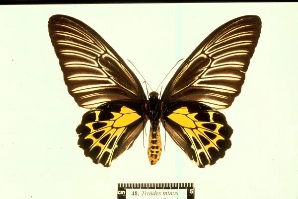 Troides minos, birdwing butterfly