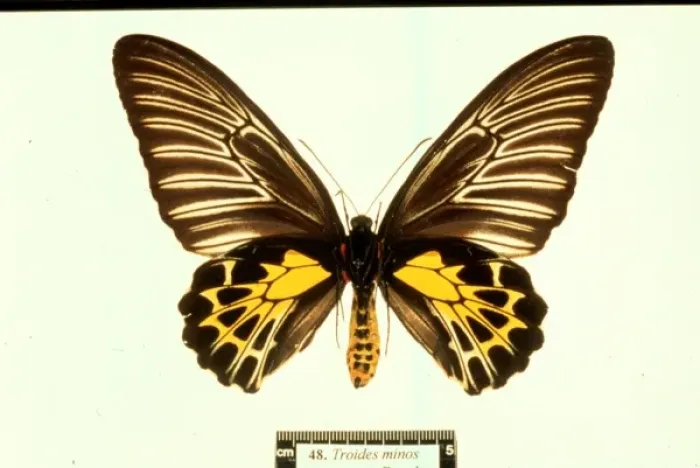 Framed Print : Troides minos, birdwing butterfly Framed Print : Troides minos, birdwing butterfly