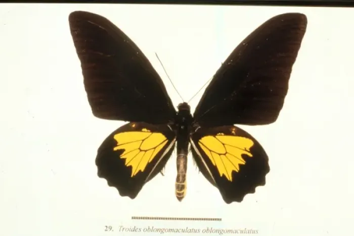 Framed Print : Troides oblongomaculatus, birdwing butterfly Framed Print : Troides oblongomaculatus, birdwing butterfly