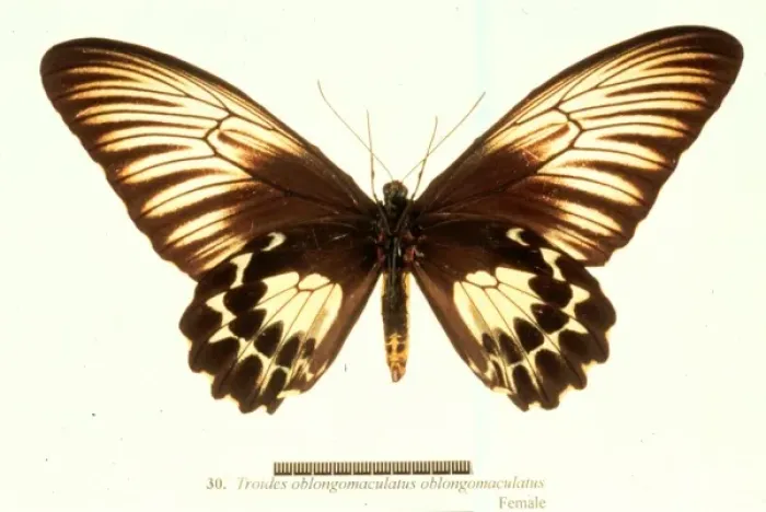 Framed Print : Troides oblongomaculatus, birdwing butterfly Framed Print : Troides oblongomaculatus, birdwing butterfly
