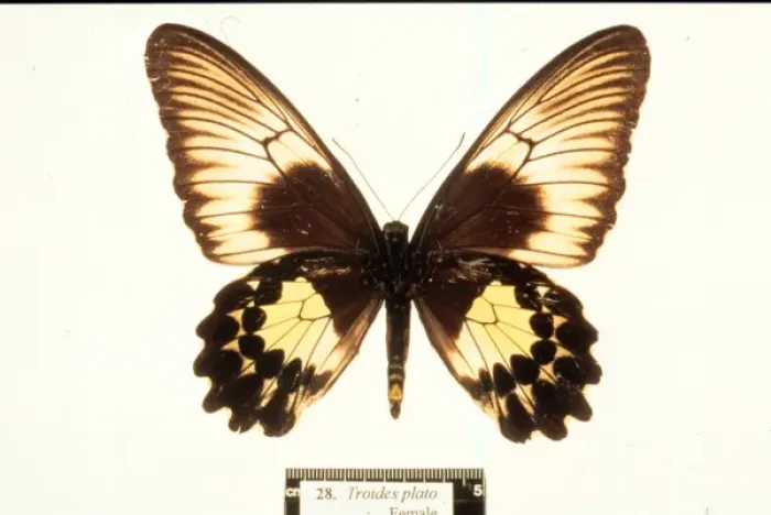 Framed Print : Troides plato, birdwing butterfly Framed Print : Troides plato, birdwing butterfly