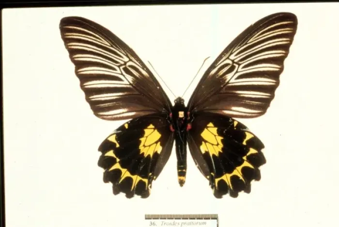 Framed Print : Troides prattorum, birdwing butterfly Framed Print : Troides prattorum, birdwing butterfly