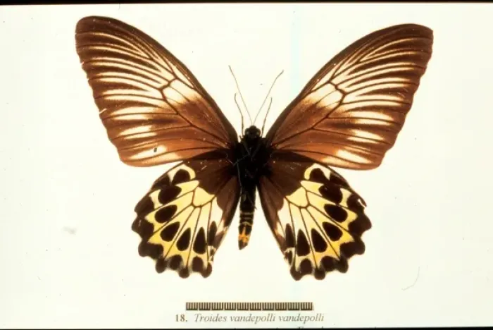 Framed Print : Troides vandepolli, birdwing butterfly Framed Print : Troides vandepolli, birdwing butterfly