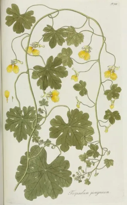 Framed Print : Tropaeolum peregrinum, Canary bird flower Framed Print : Tropaeolum peregrinum, Canary bird flower