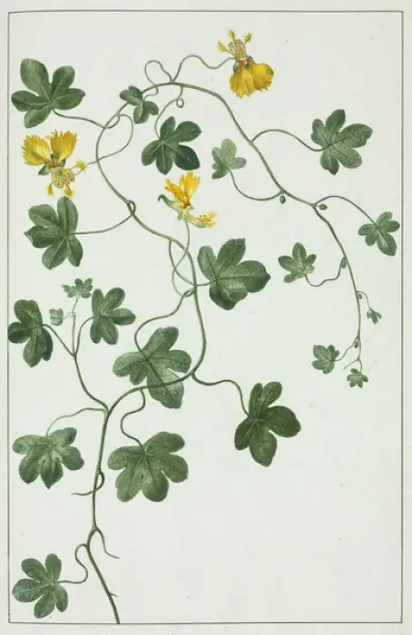 Framed Print : Tropaeolum peregrinum, Canary creeper Framed Print : Tropaeolum peregrinum, Canary creeper