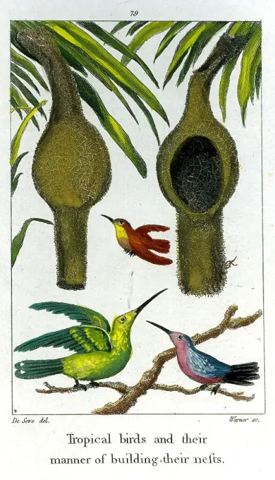 Framed Print : Tropical Birds And Their Nests