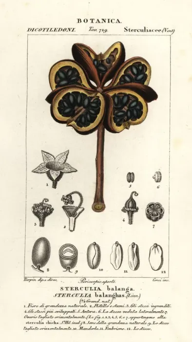 Framed Print : Tropical chestnut or nawa tree, Sterculia balanghas Framed Print : Tropical chestnut or nawa tree, Sterculia balanghas