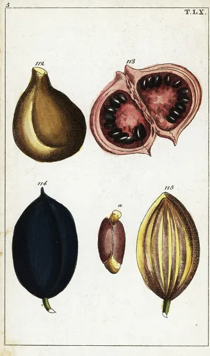Framed Print : Tropical fruits and nuts Framed Print : Tropical fruits and nuts