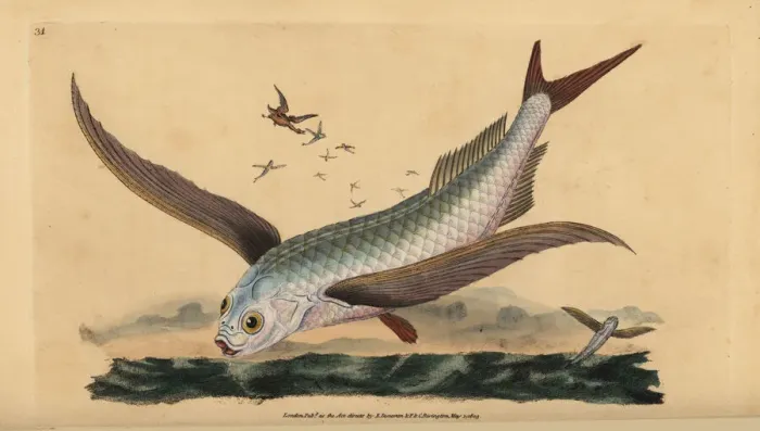 Framed Print : Tropical two-wing flyingfish or common flying Framed Print : Tropical two-wing flyingfish or common flying
