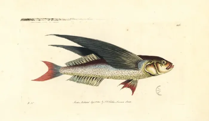 Framed Print : Tropical two-wing flyingfish, Exocoetus volitans Framed Print : Tropical two-wing flyingfish, Exocoetus volitans