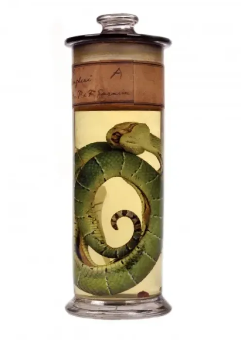 Framed Print : Tropidolaemus wagleri, green pit viper Framed Print : Tropidolaemus wagleri, green pit viper