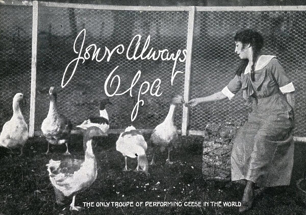 The only troupe of performing Geese in the World
