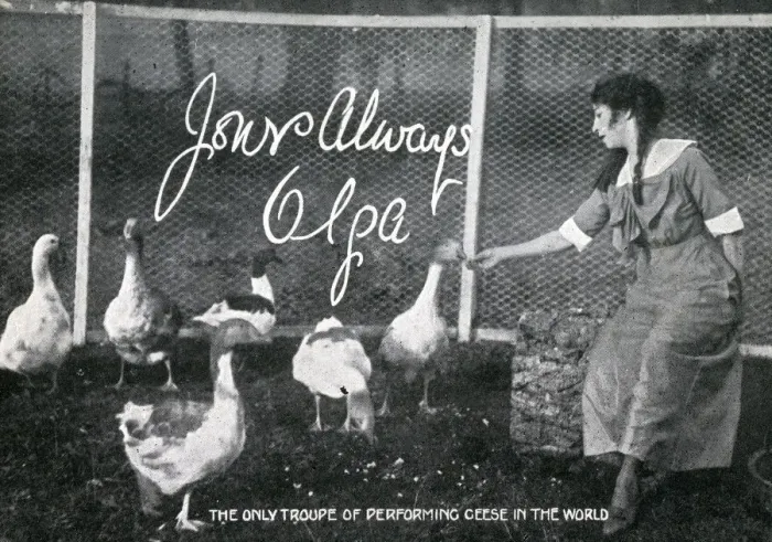 Framed Print : The only troupe of performing Geese in the World Framed Print : The only troupe of performing Geese in the World