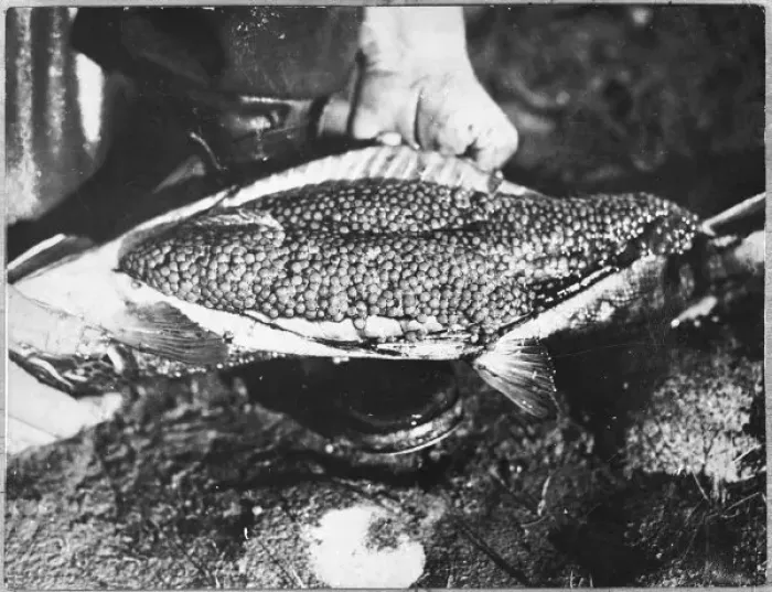Framed Print : Trout Catch 1934 Framed Print : Trout Catch 1934