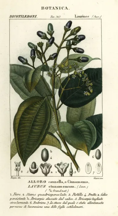 Framed Print : True cinnamon tree, Cinnamomum verum Framed Print : True cinnamon tree, Cinnamomum verum
