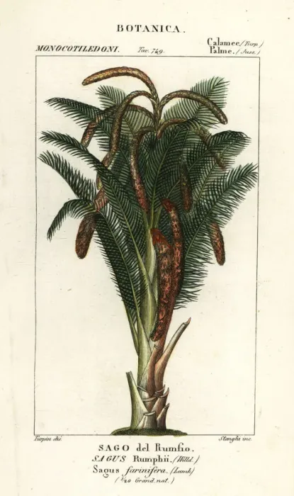 Framed Print : True sago palm, Metroxylon sagu Framed Print : True sago palm, Metroxylon sagu