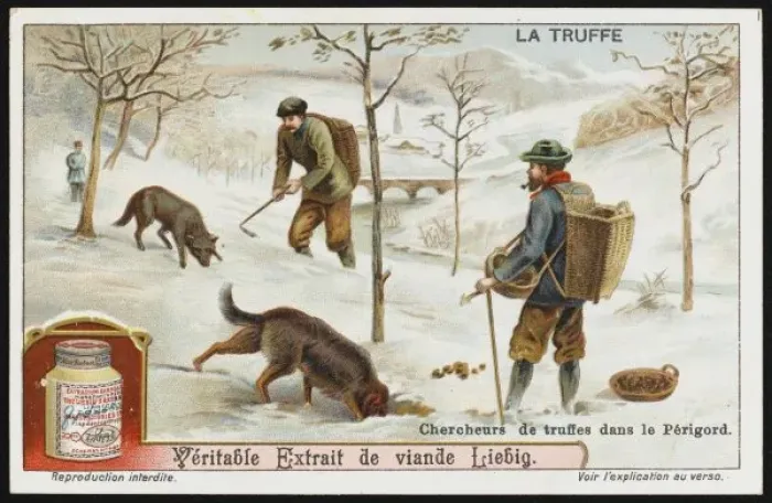 Framed Print : Truffles Liebig 1 Framed Print : Truffles Liebig 1