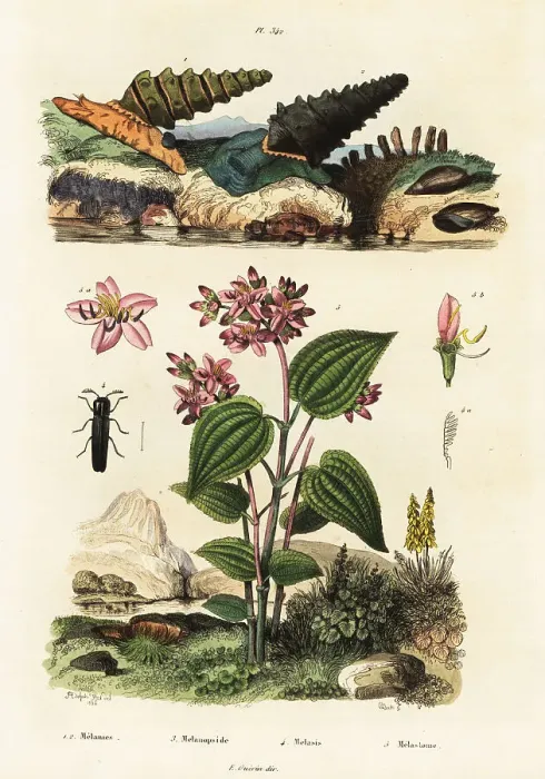Framed Print : Trumpet snails, soldier beetles and Clidemia Framed Print : Trumpet snails, soldier beetles and Clidemia
