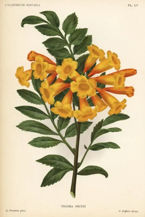 Framed Print : Trumpetbush variety, Tecoma x smithii Framed Print : Trumpetbush variety, Tecoma x smithii