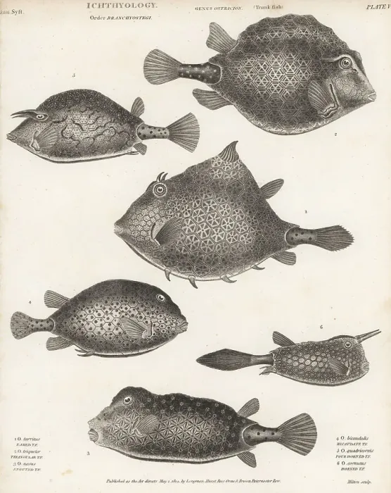 Framed Print : Trunkfish, cowfish and turretfish Framed Print : Trunkfish, cowfish and turretfish