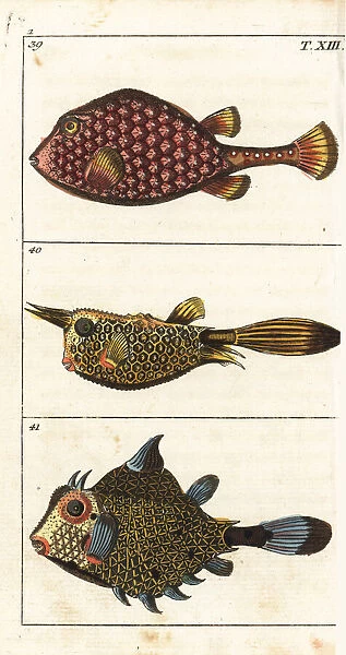 Trunkfish and longhorn cowfish