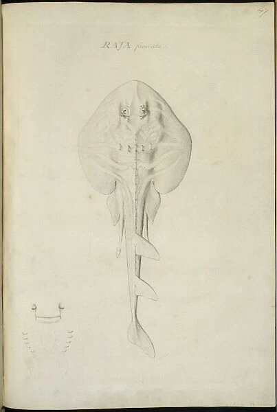 Trygonorhina fasciata, southern fiddler ray