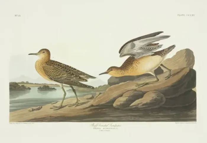 Framed Print : Tryngites subruficollis, buff-breasted sandpiper Framed Print : Tryngites subruficollis, buff-breasted sandpiper