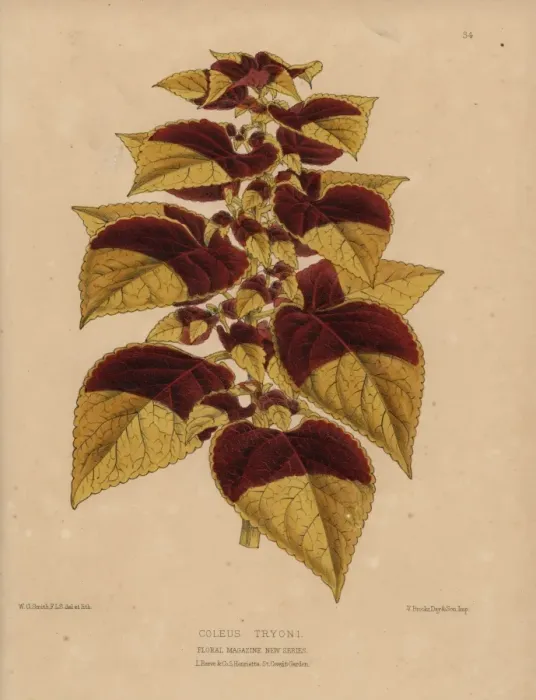 Framed Print : Tryons coleus, Coleus Tryoni with golden Framed Print : Tryons coleus, Coleus Tryoni with golden